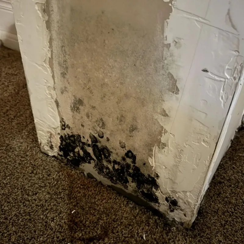 Professional Mold Removal in Noble County, OK